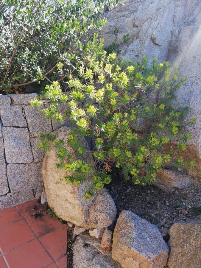 Apartmán Oasiglo La Maddalena  Exteriér fotografie